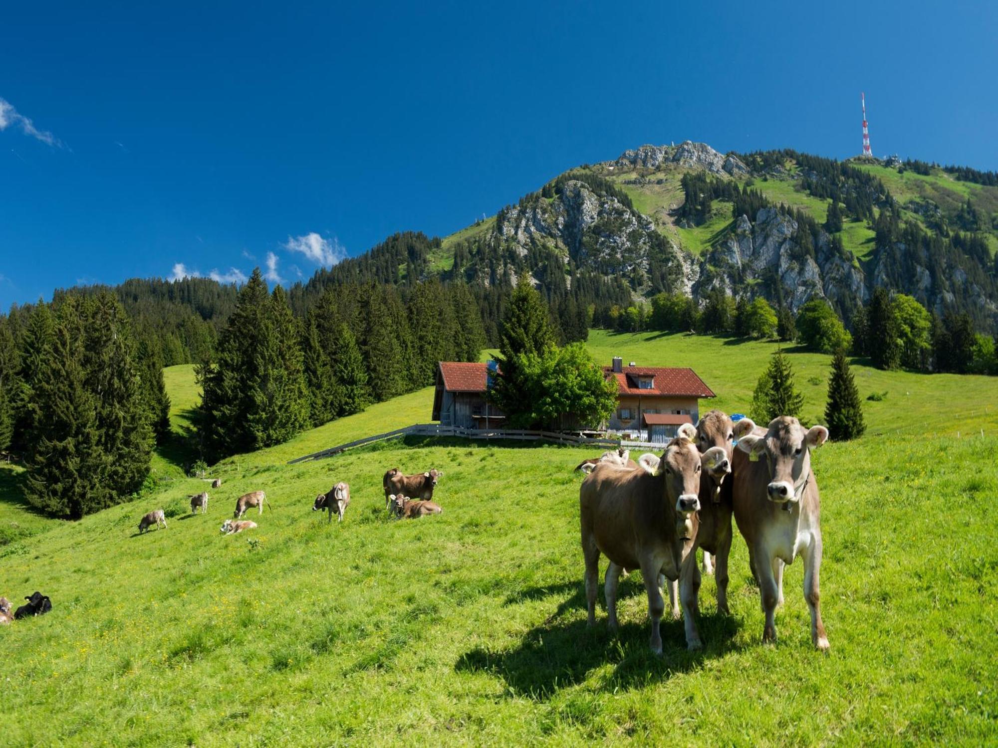 Ferienhof Nigg Rettenberg Zewnętrze zdjęcie